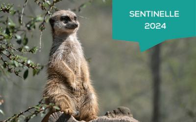 Sentinelle 2024 – Prêt à passer à la vitesse digitale ?