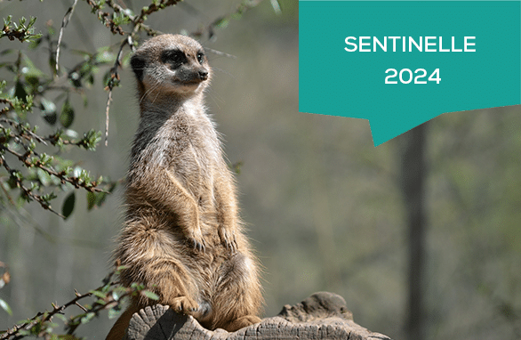 Sentinelle 2024